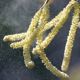 Selon Meteonews, la pleine floraison des noisetiers aura lieu la semaine prochaine.